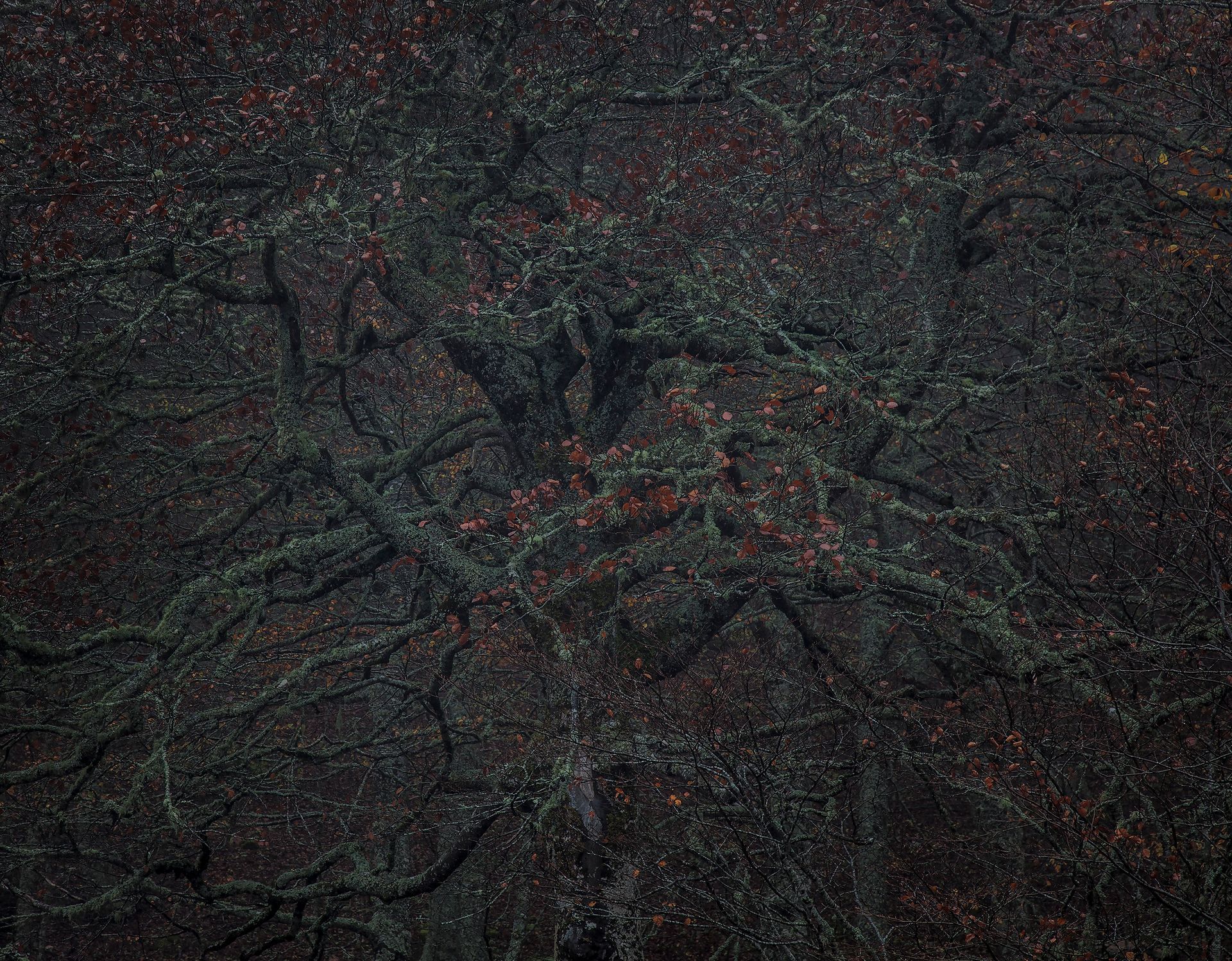 Superficie oscura y texturizada con líneas en forma de red y motas de luz dispersas, posiblemente vista aérea.