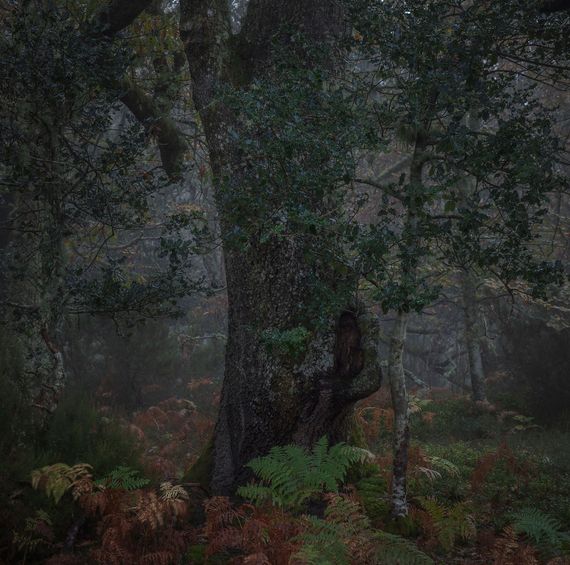 Escena de bosque oscuro y brumoso con grandes troncos de árboles y sotobosque de helechos.