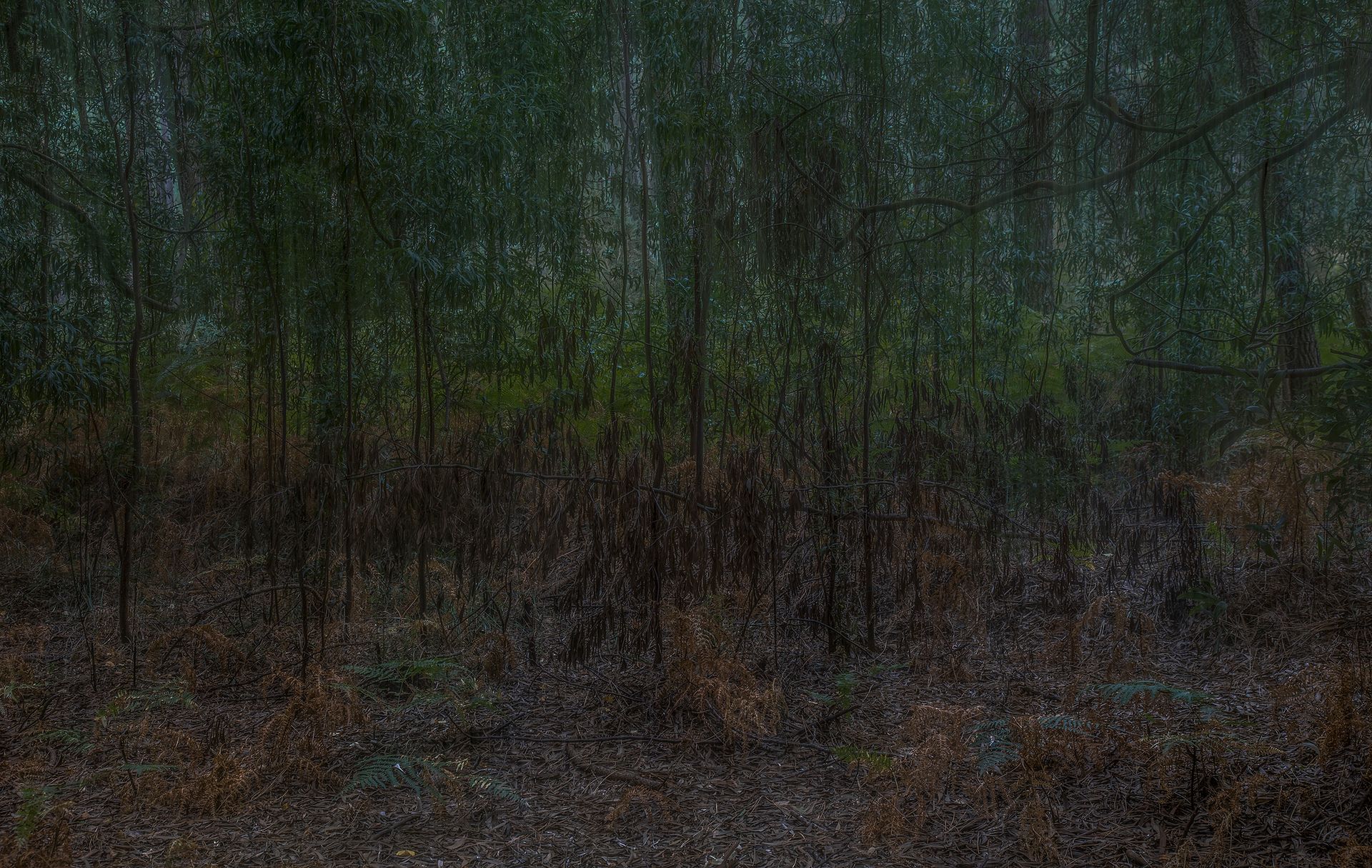 Escena de bosque oscuro y húmedo. Troncos verticales sobre un fondo borroso, suelo marrón con follaje bajo y gotitas.