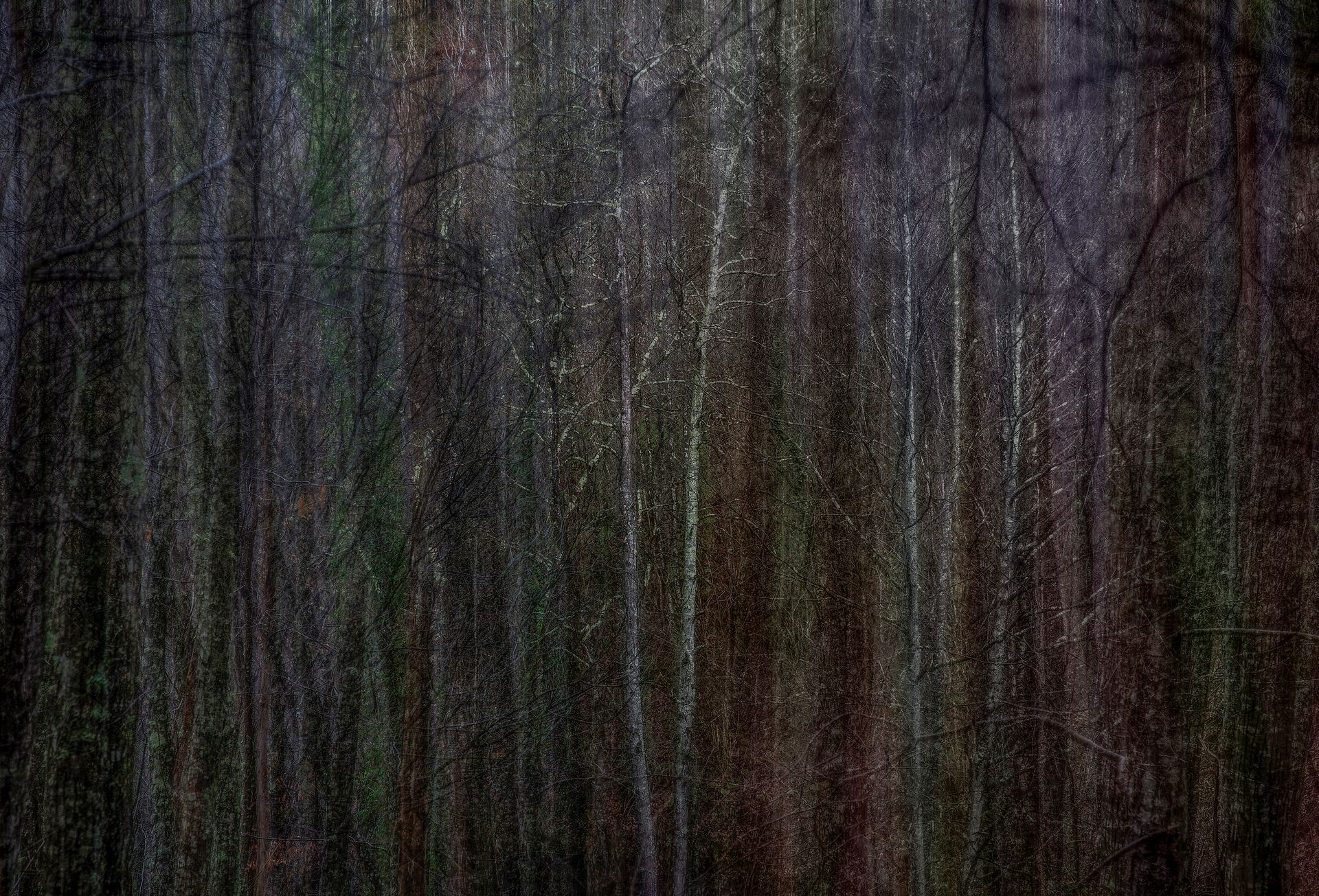 Bosque de troncos de árboles oscuros y verticales; colores apagados de verde y marrón.