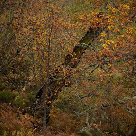 Árbol con hojas otoñales coloridas en un entorno forestal.