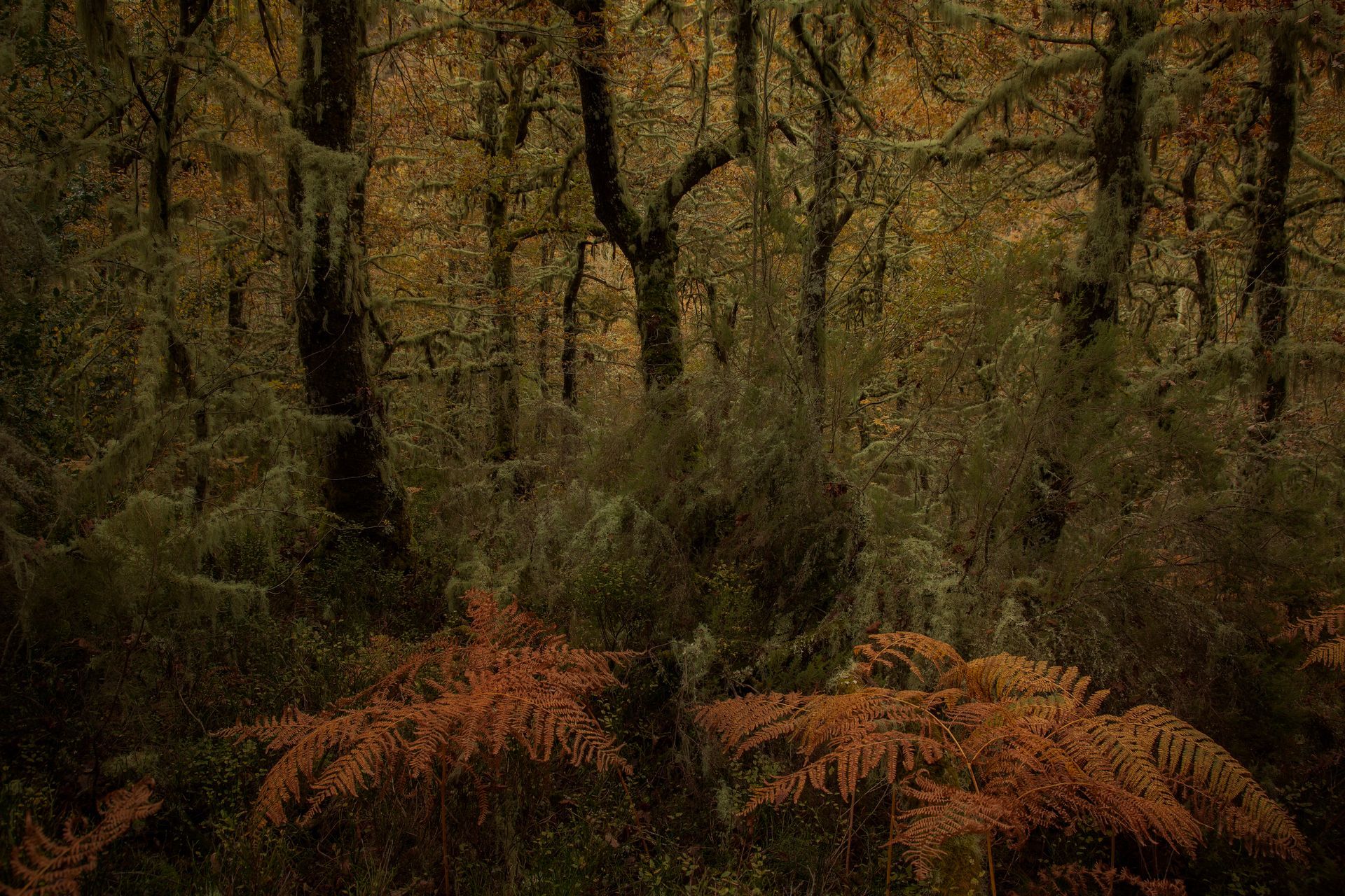 Escena de bosque con árboles altos y oscuros y helechos de color marrón anaranjado en primer plano.