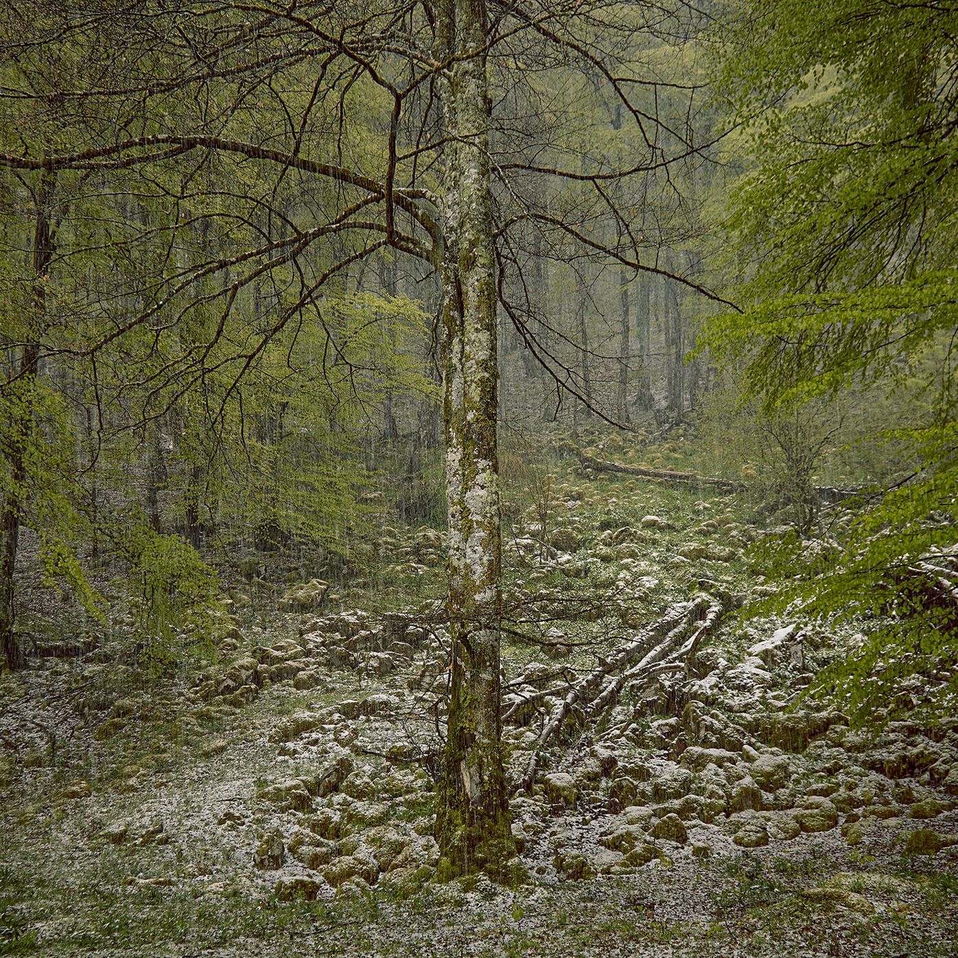 Escena de bosque con nieve en el suelo y árboles con hojas verdes, posiblemente primavera.