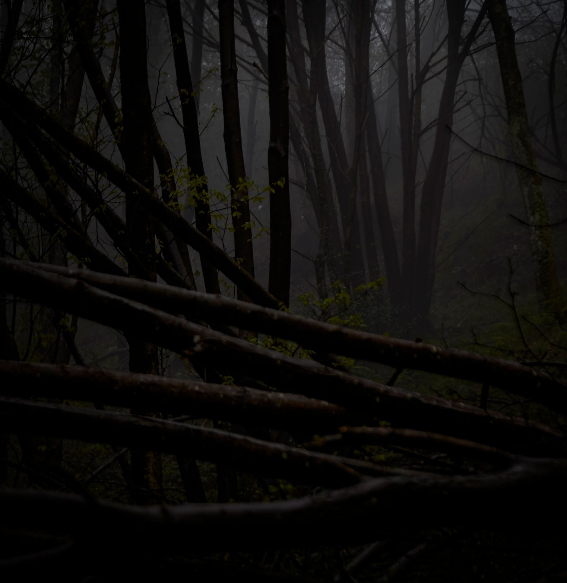 Bosque oscuro y brumoso con troncos caídos en primer plano y árboles altos que se pierden en la niebla.