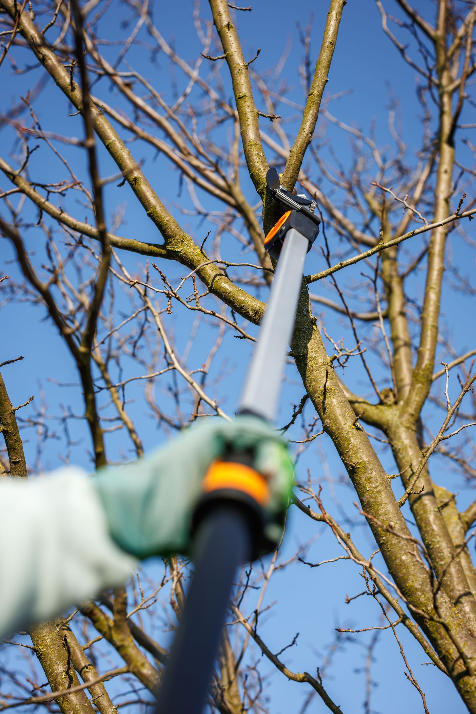 Personne élaguant des branches d’arbre avec un coupe-branches sur fond de ciel bleu