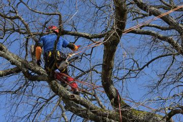 Un arboriste vêtu d’un équipement bleu et orange taille des branches en hauteur dans un arbre dénudé, sur fond de ciel bleu