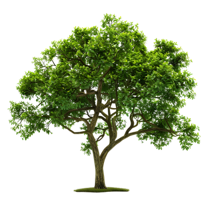 Un arbre d’un vert luxuriant, à large couronne, se dressant seul sur un fond blanc