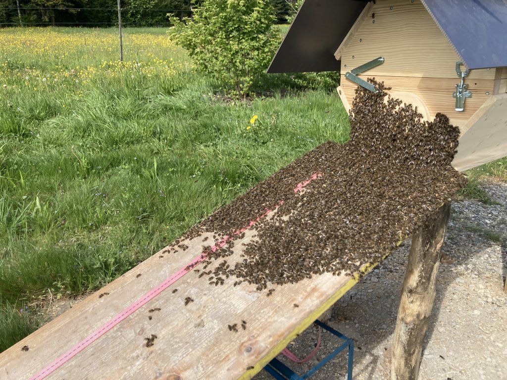 Bienen