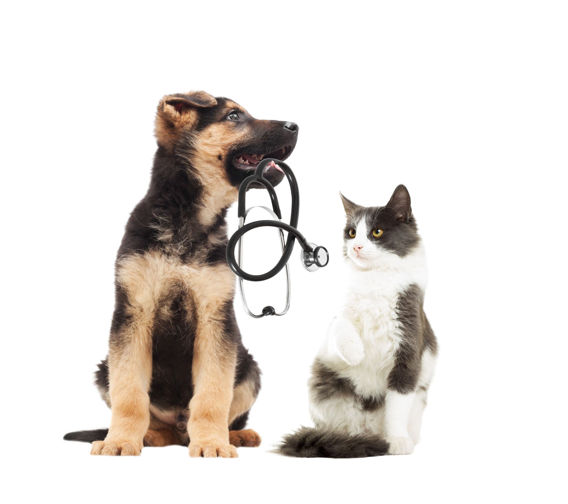 Chiens et chats - Cabinet vétérinaire TerreBelle