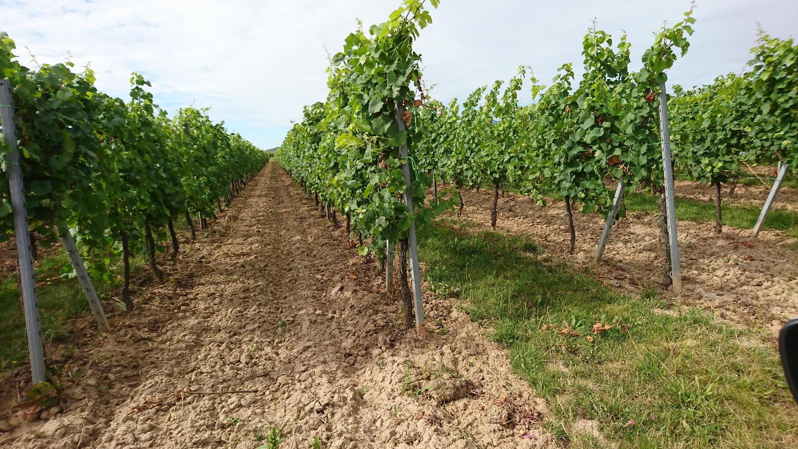 Vigne de notre domaine