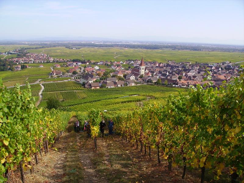 Vignes et ville