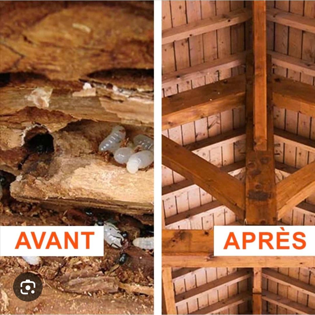 Photos avant et après un traitement xylophage