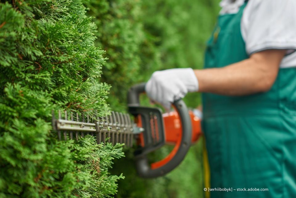 Gartenpflege mit Heckenschneider