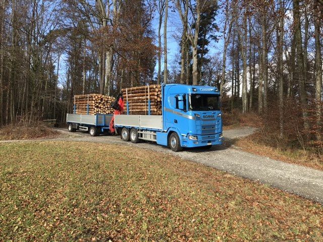 Ein blauer Lastwagen fährt mit Baumstämmen auf einer unbefestigten Straße.