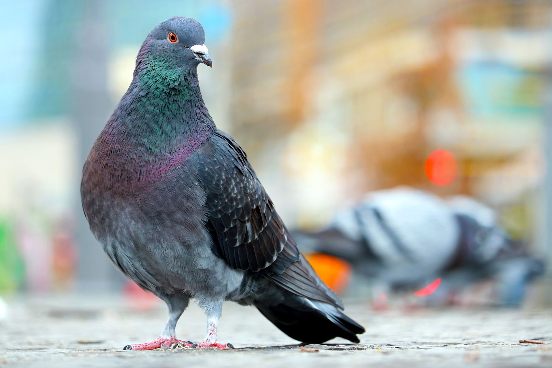 Pigeon en gros plan avec de belles couleurs