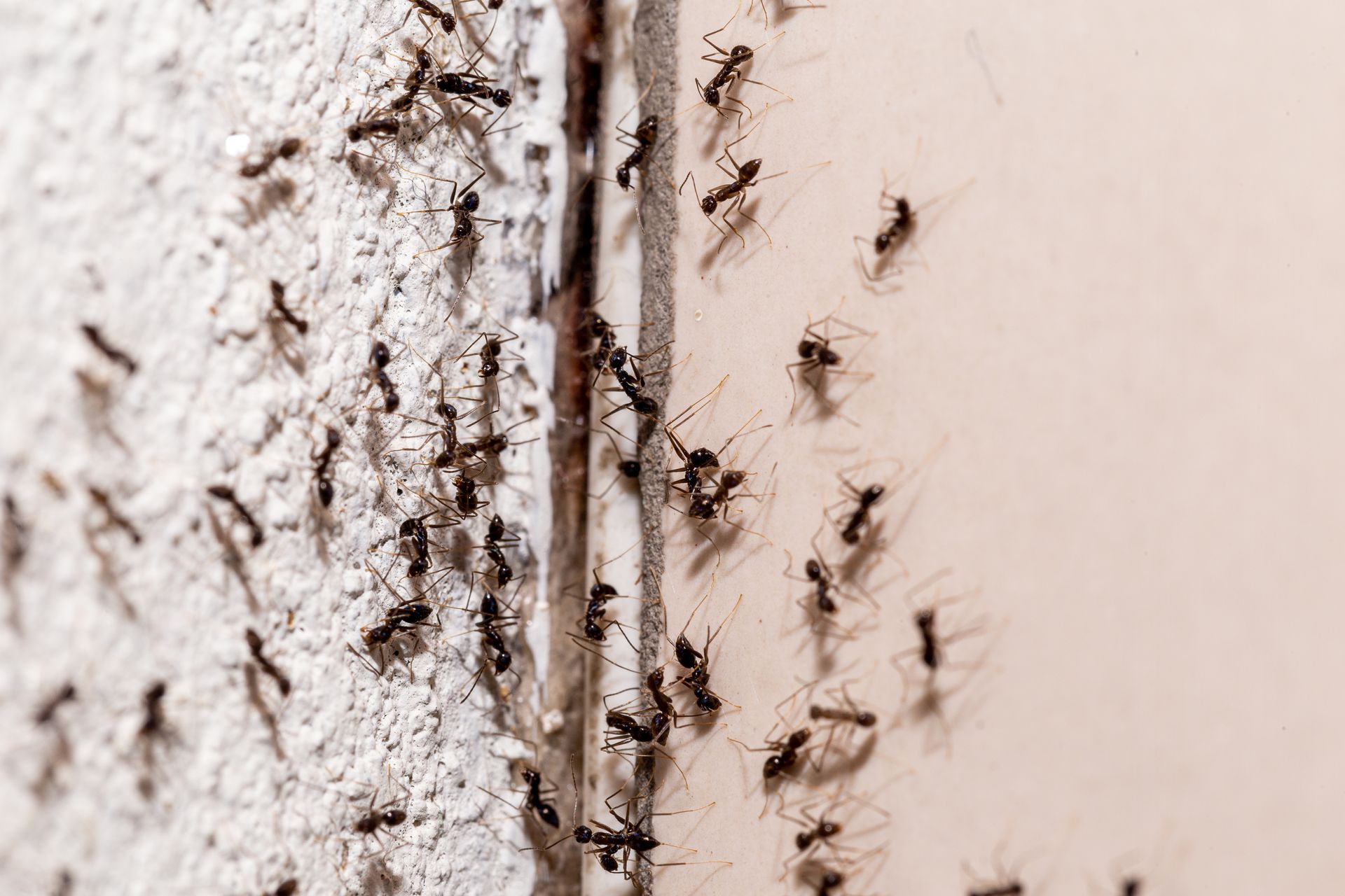 Fourmis au niveau d'une fissure dans un mur de maison