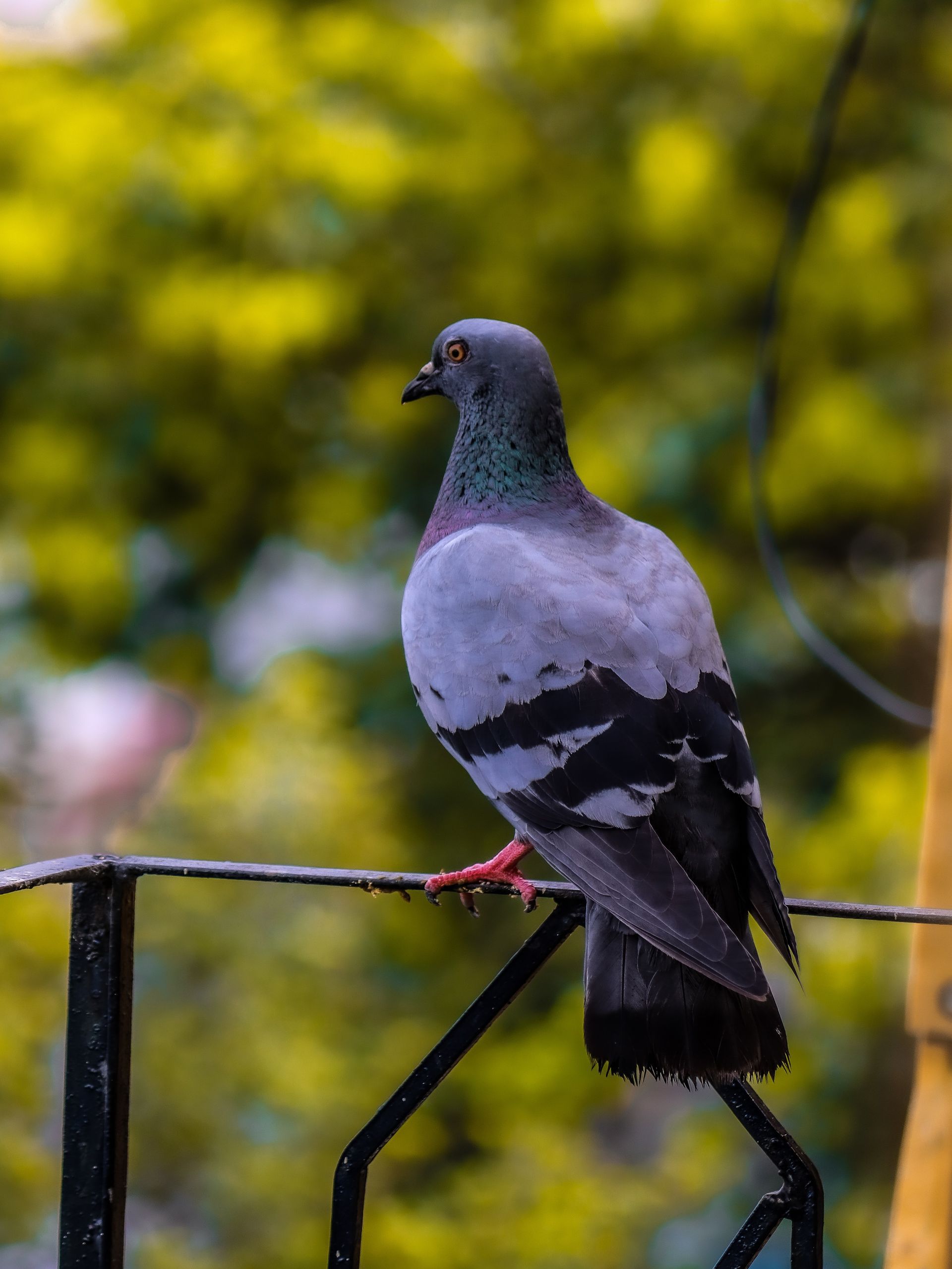 Pigeon sur rambarde