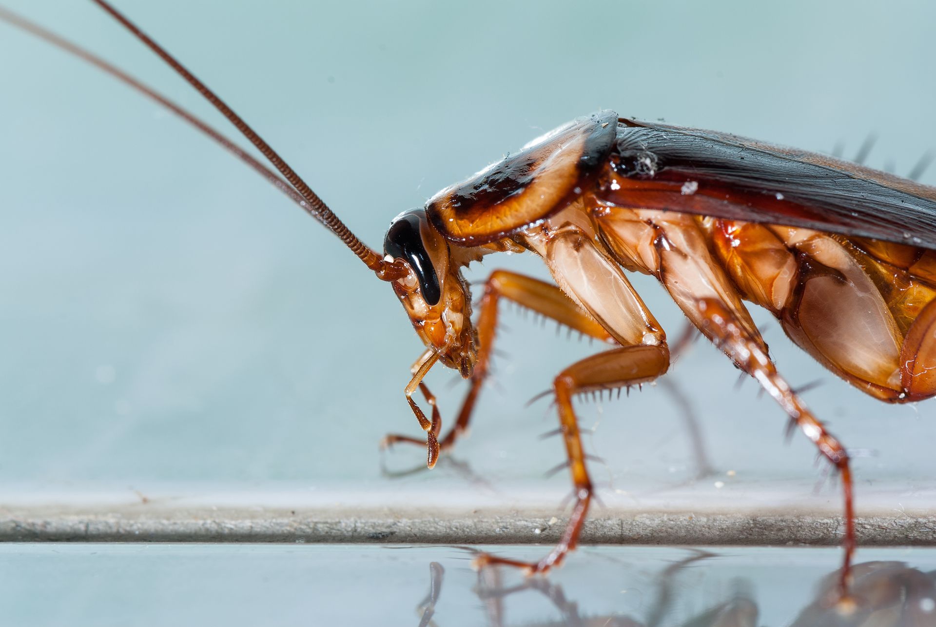 Gros plan sur la tête d'un cafard
