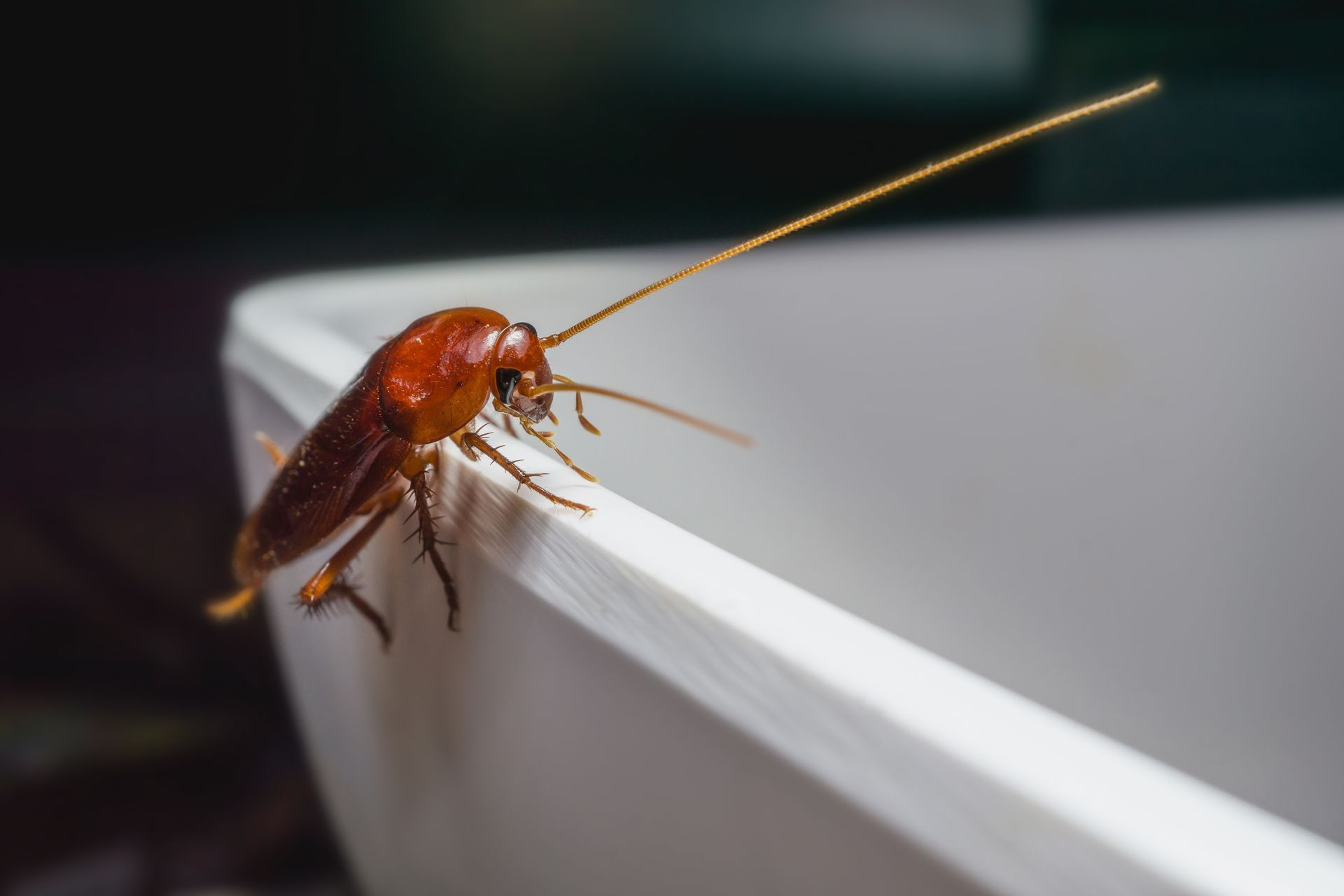 Cafard sur le bord d'une baignoire