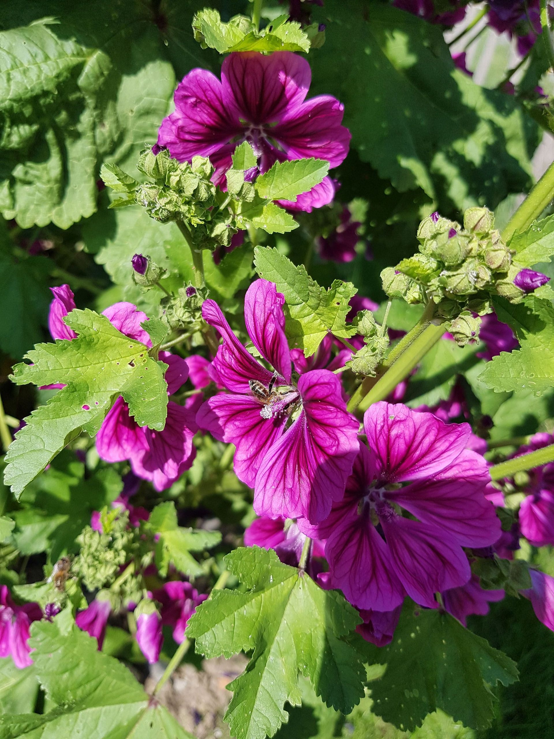 Ökologisch wohnen | Seiler Immobilien AG | Hauskauf, Wohnungskauf, Wohnung mieten | Aesch, Kanton Luzern