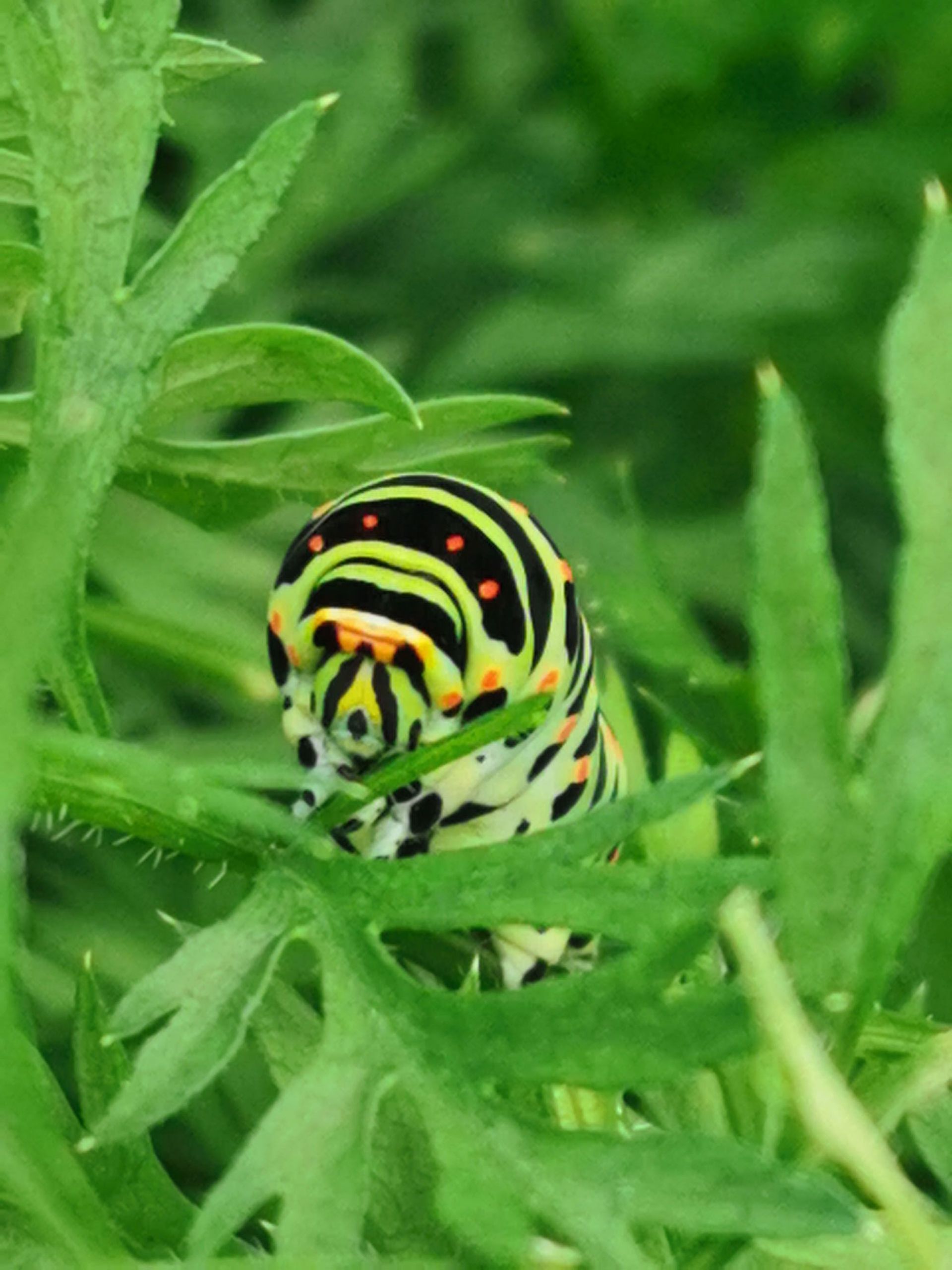 Blumenwiese | Seiler Immobilien AG | Hauskauf, Wohnungskauf, Wohnung mieten | Aesch, Kanton Luzern