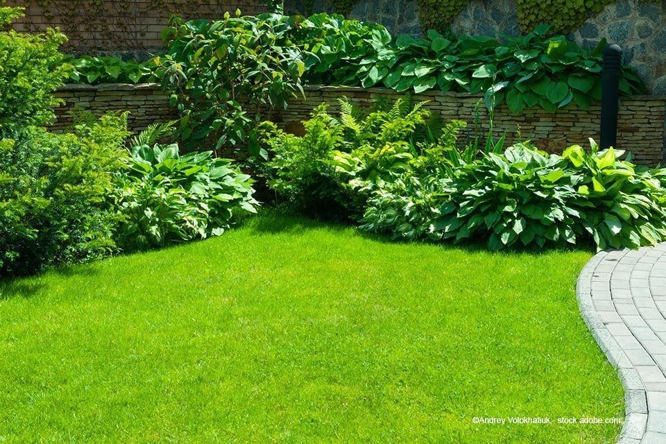 Stauden in einem Garten