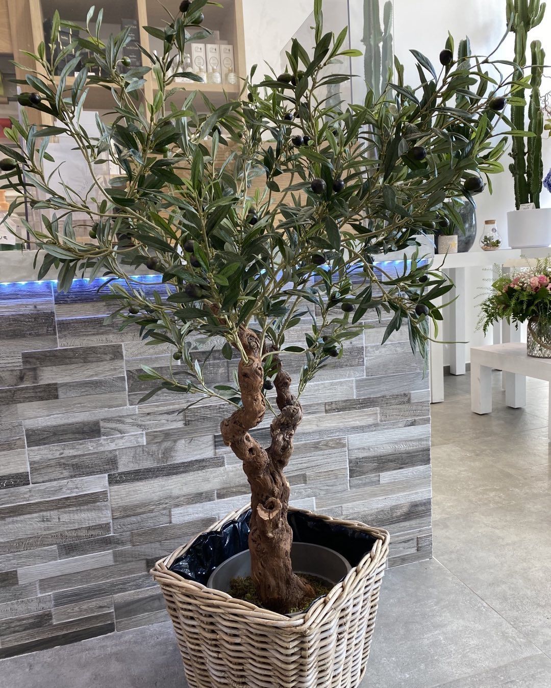 Olivier dans un pot en osier, contre un mur carrelé gris.