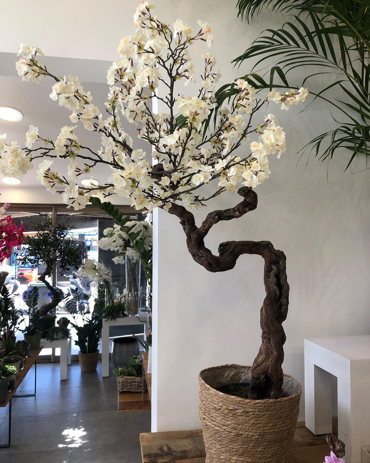 Un arbre décoratif à fleurs blanches dans un pot tressé.