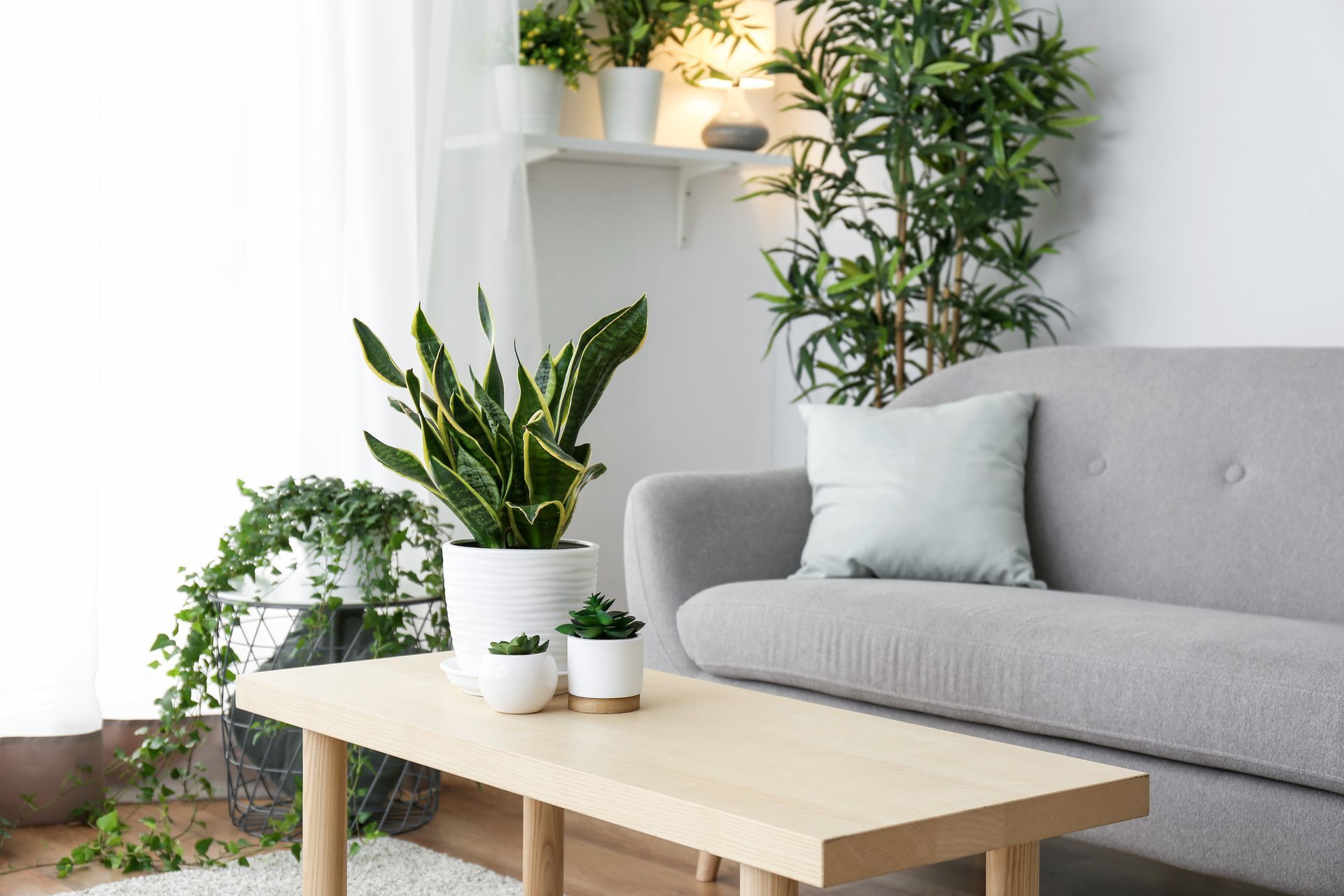Un salon lumineux avec un canapé gris, une table en bois et de nombreuses plantes en pot contre un mur blanc.