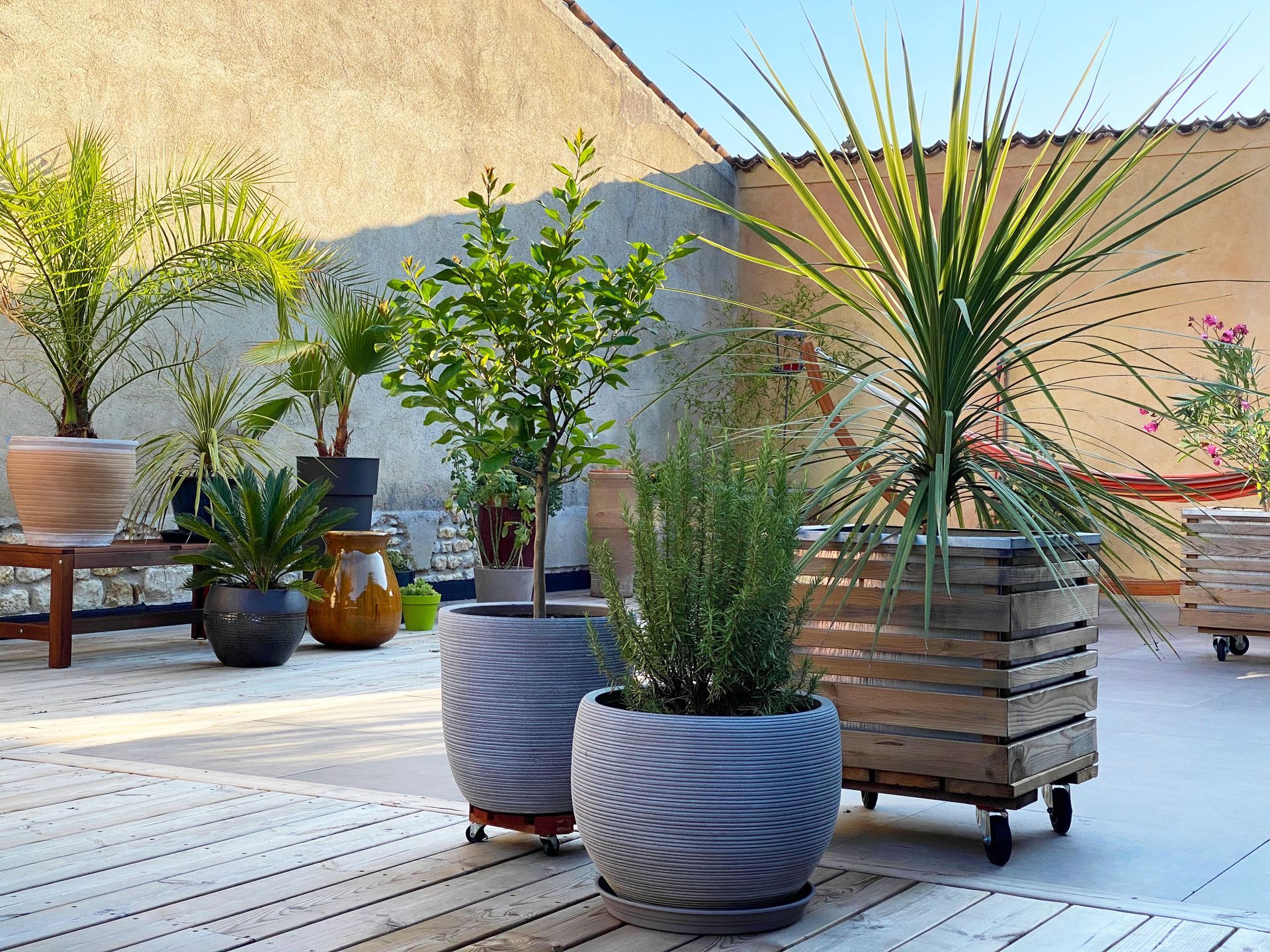 Patio ensoleillé avec diverses plantes en pot : palmiers, romarin et arbres feuillus.