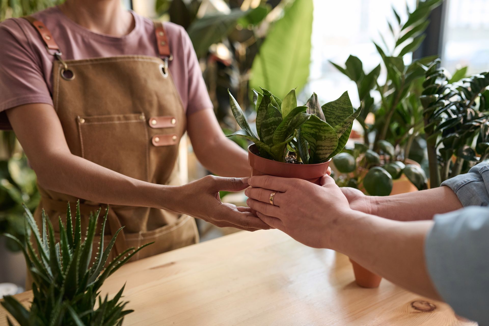 Dans une jardinerie, une personne portant un tablier tend un sansevieria en pot à une autre personne.