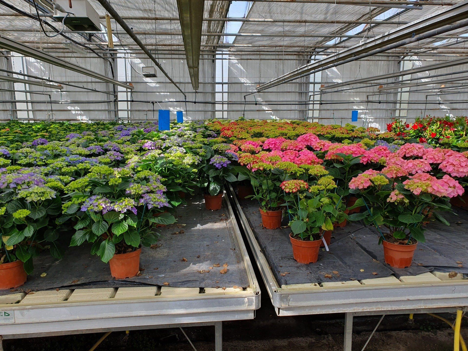 Grossiste de plantes