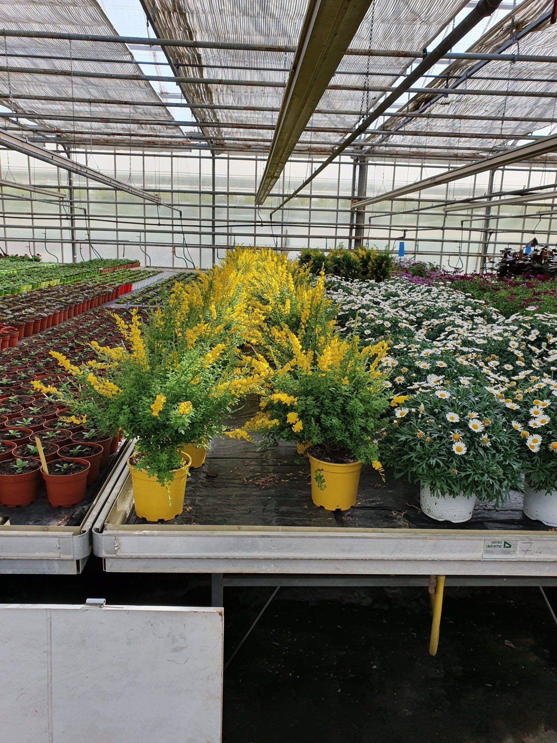 Grossiste de plantes Les Serres du Touch