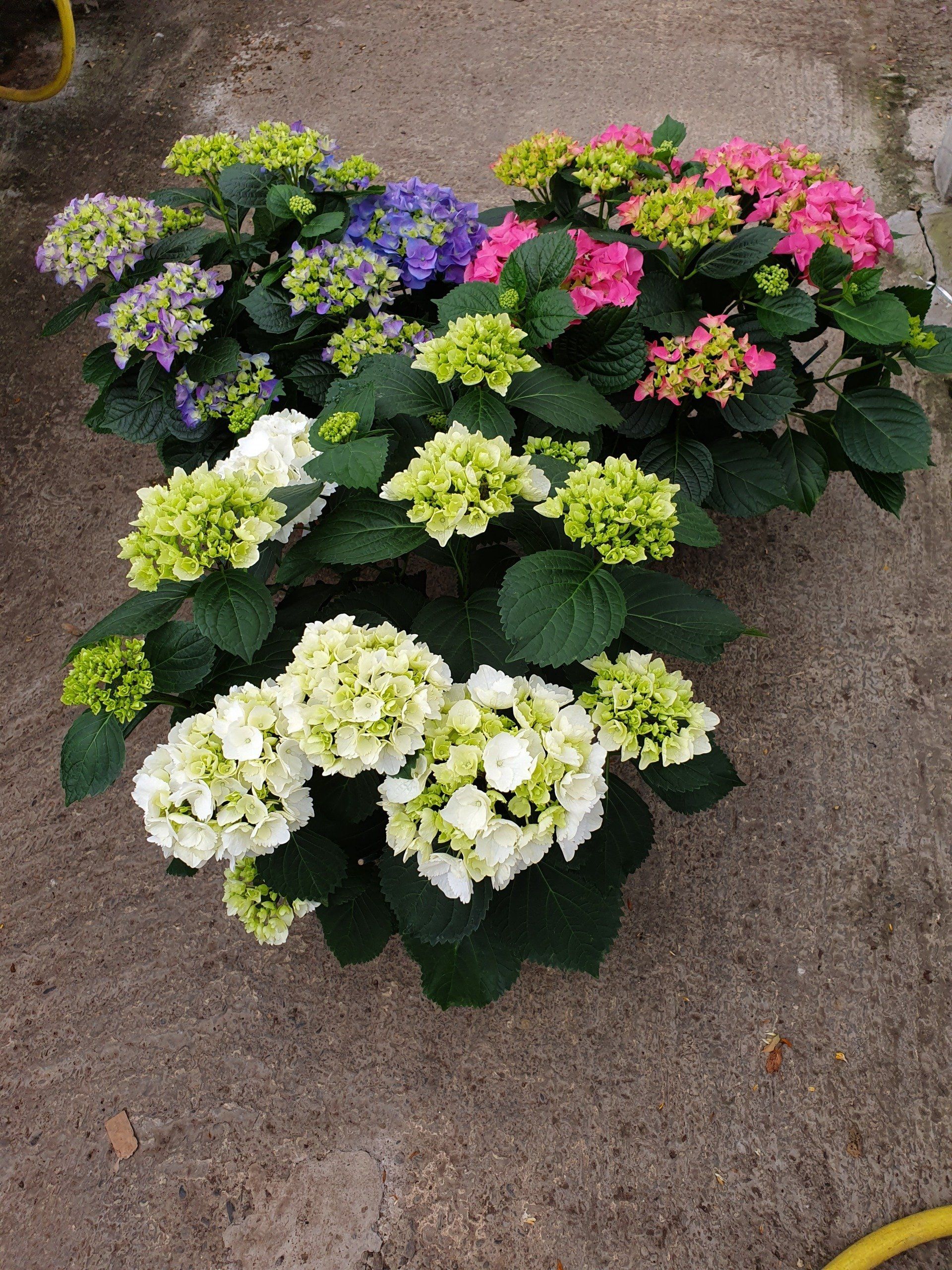 Les Serres du Touch horticulteur grossiste