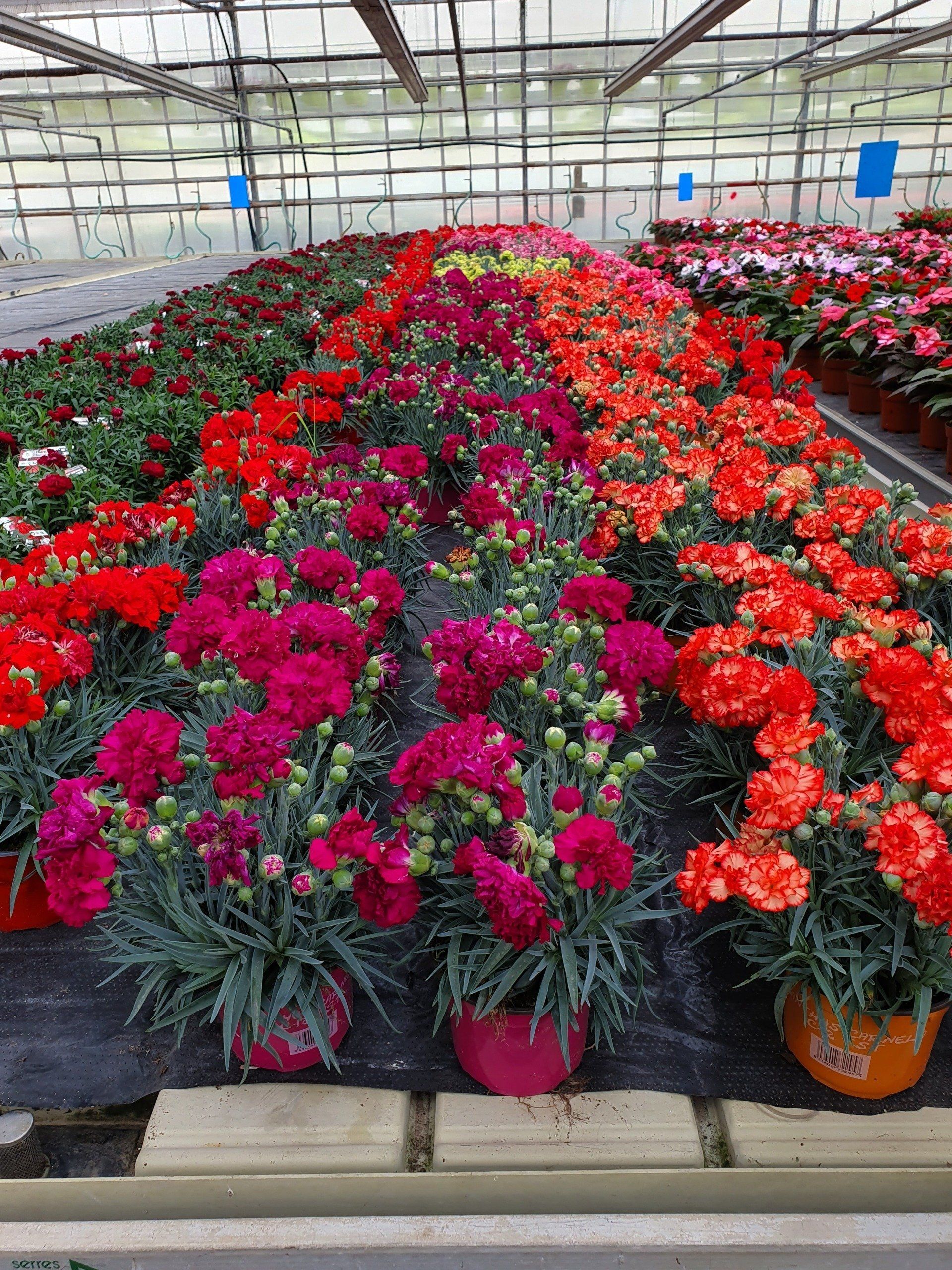 Vente de plantes en gros