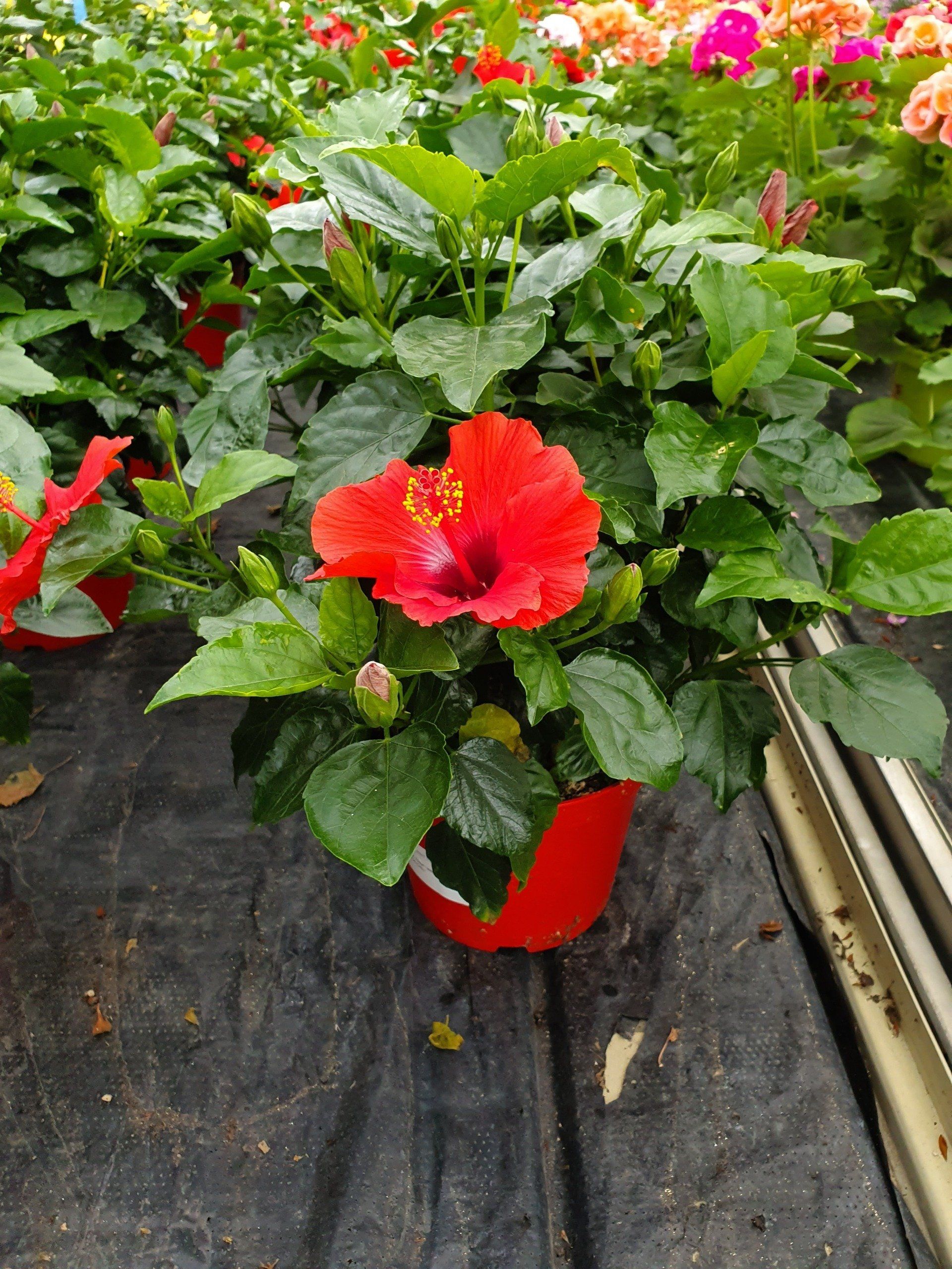 Plante d'extérieure