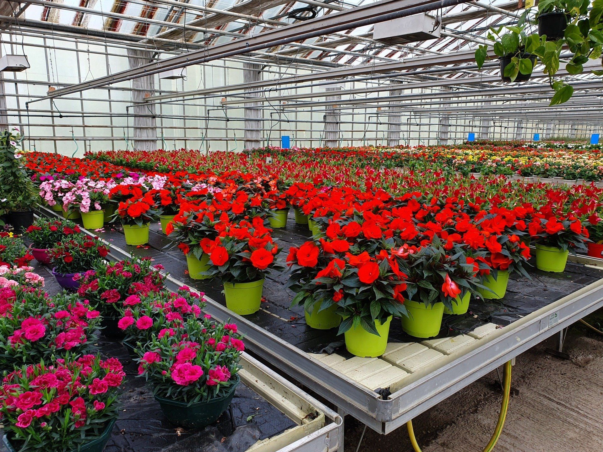 Horticulteur Les Serres du Touch