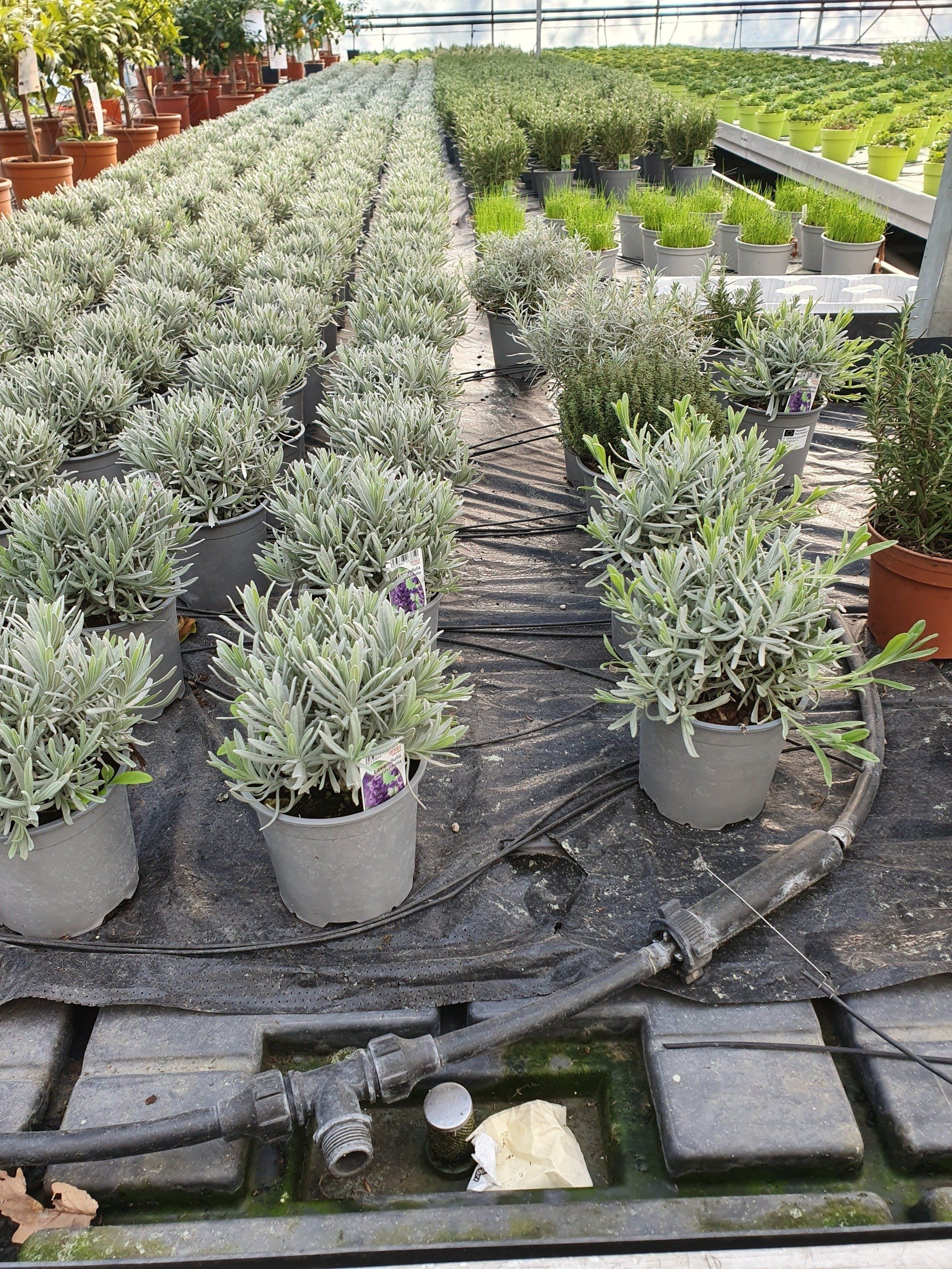 Plantes d'extérieure