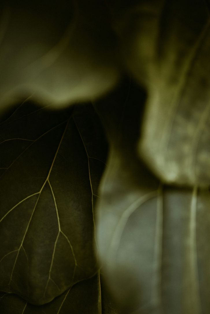 Primer plano de una hoja, que muestra venas delicadas en tonos verdes y marrones.