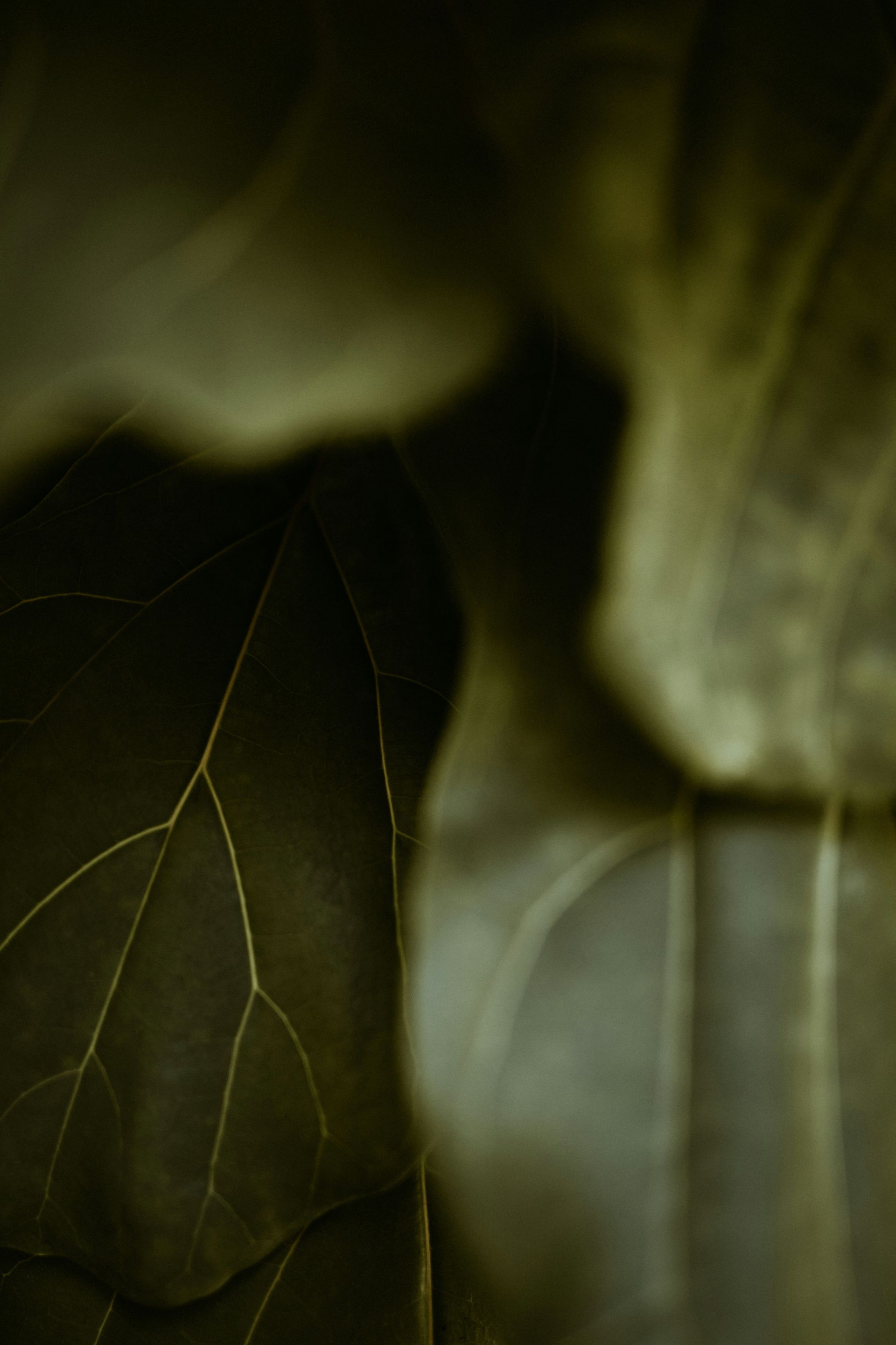 Primer plano de una hoja, que muestra venas delicadas en tonos verdes y marrones.