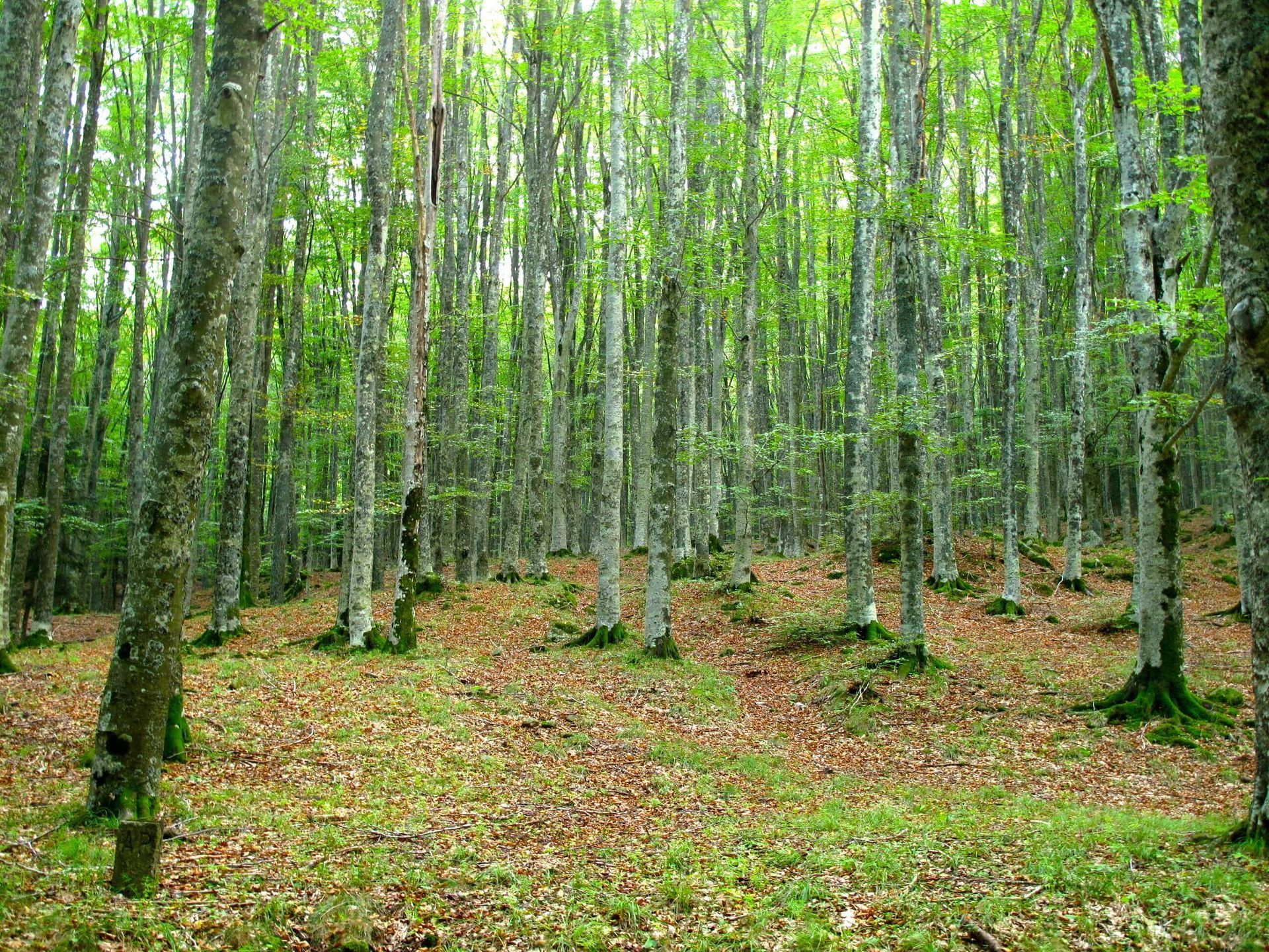 ABBRACCIA LA TUA NATURA di Cristina Calderari - Mendrisio - bosco