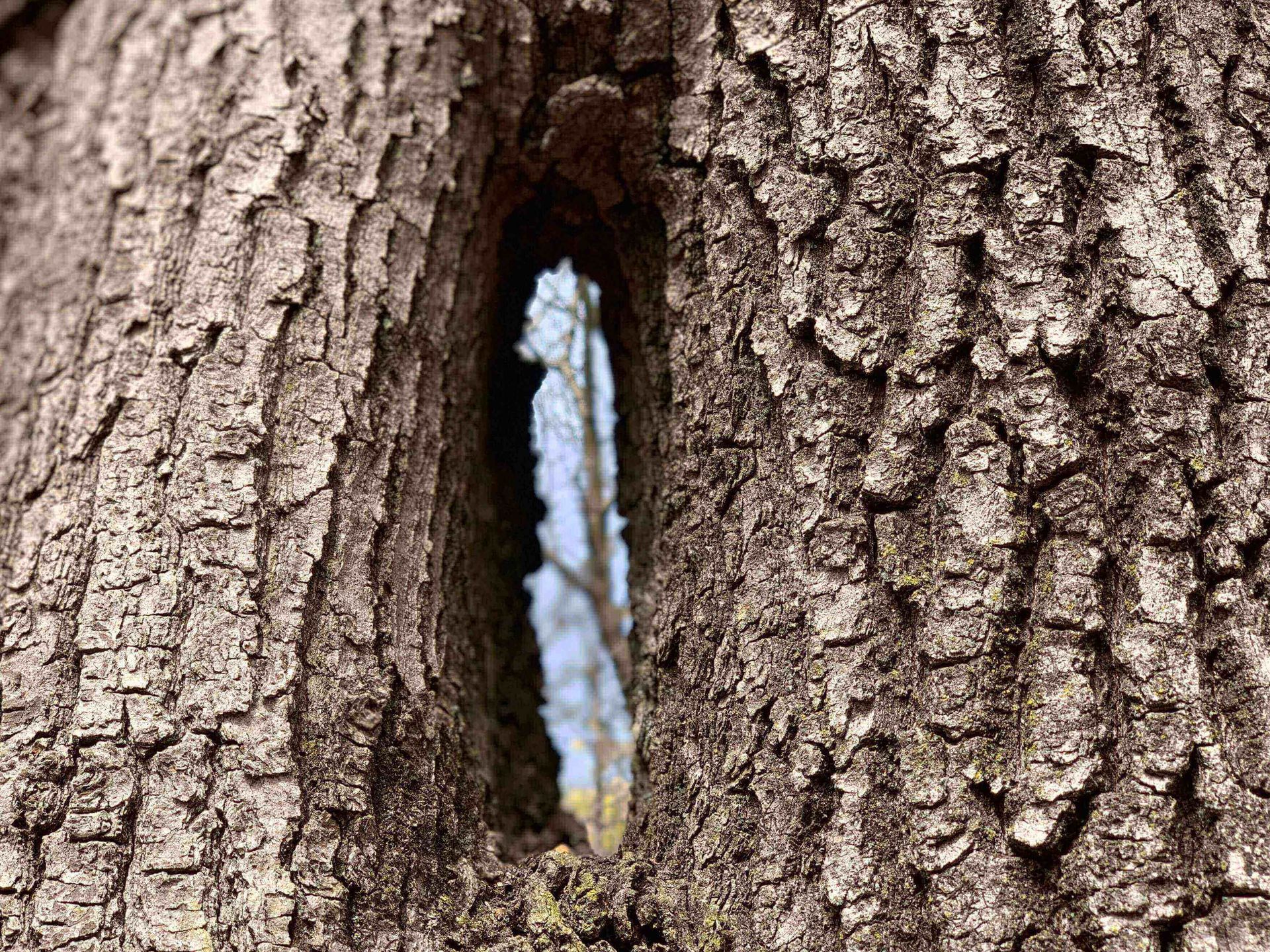 ABBRACCIA LA TUA NATURA di Cristina Calderari - Mendrisio - occhio dell'elfo