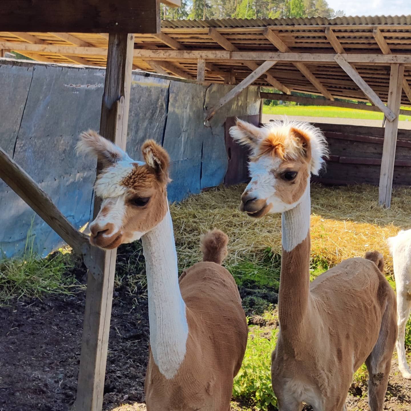 Musiikkikoulu Ainola Talvio Ky