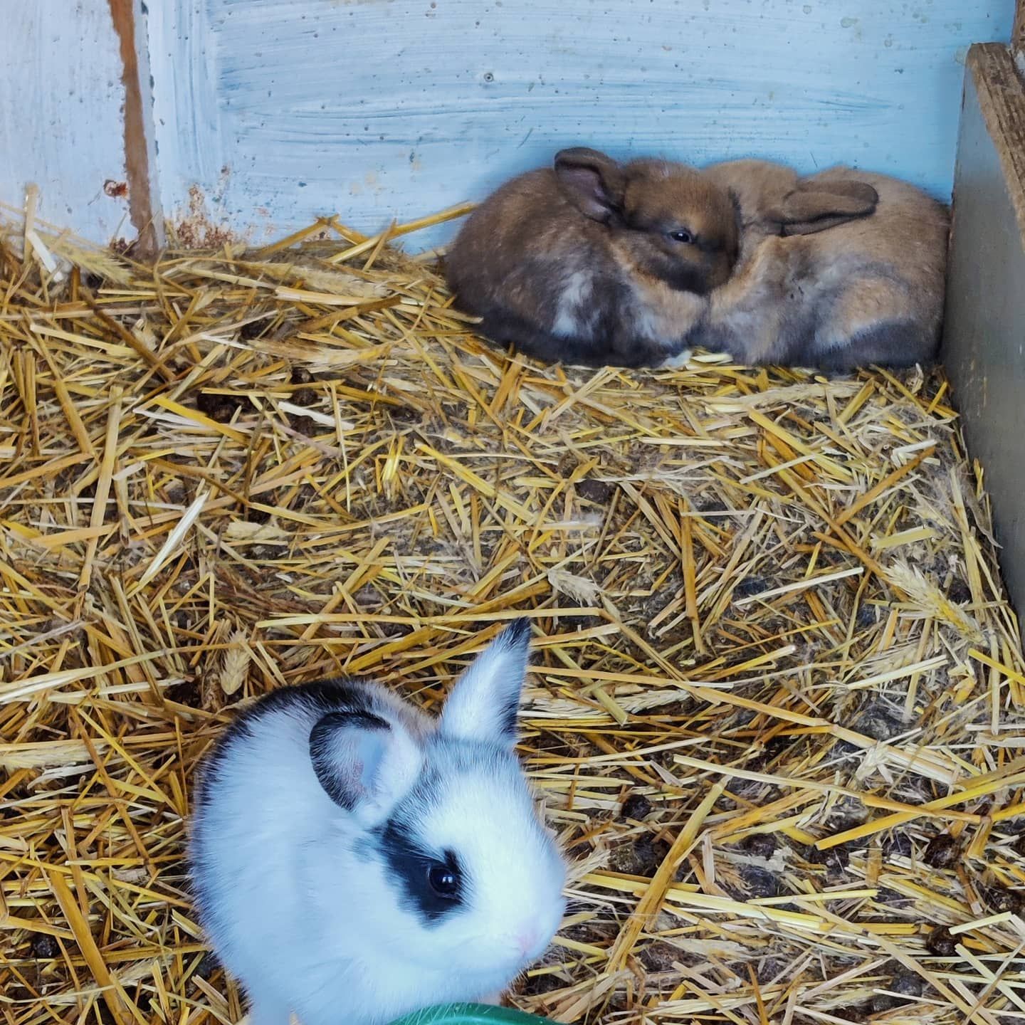 Musiikkikoulu Ainola Talvio Ky