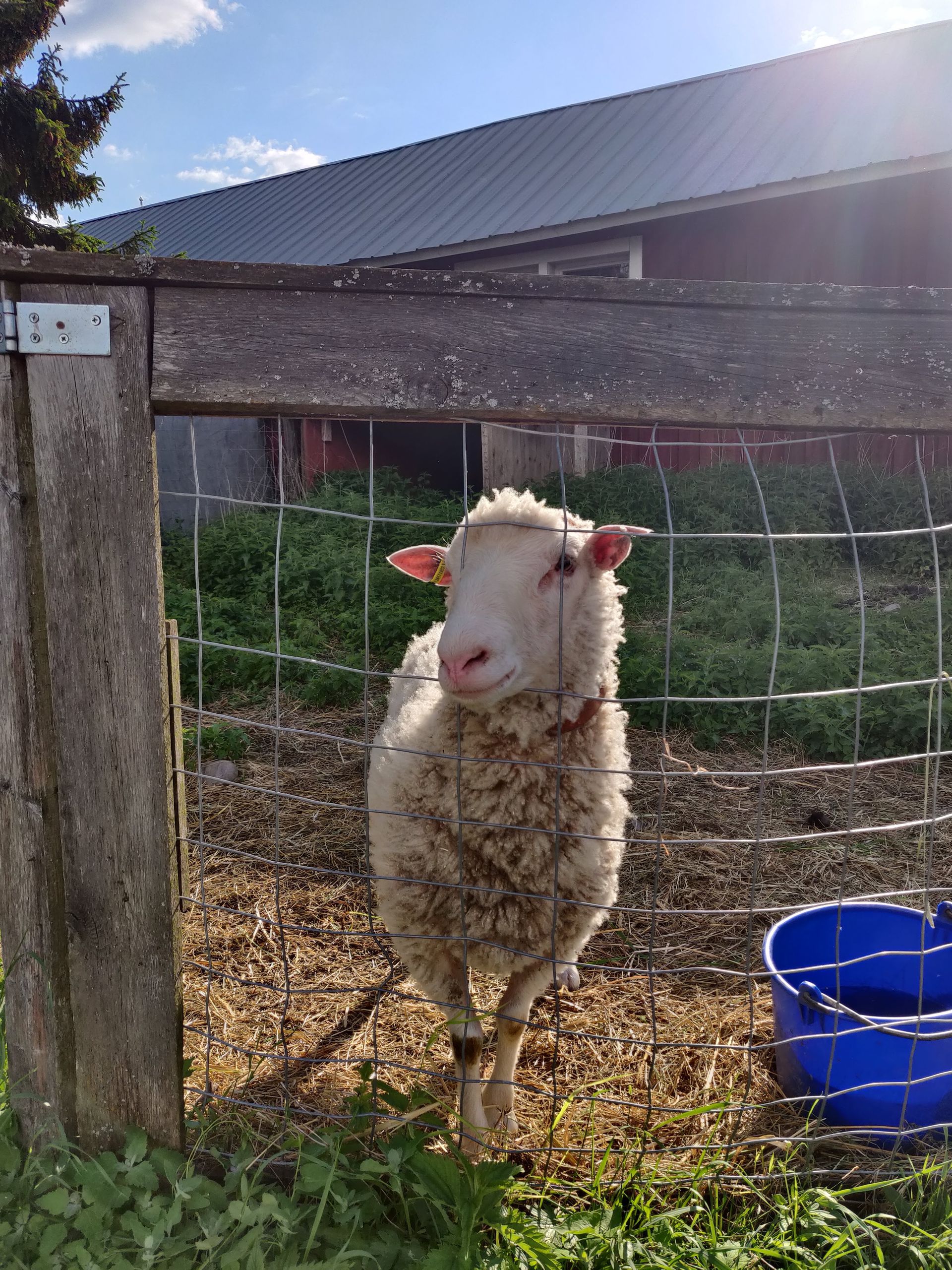 Musiikkikoulu Ainola Talvio Ky