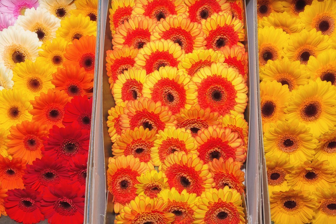 Heinzelmann Frischblume GmbH