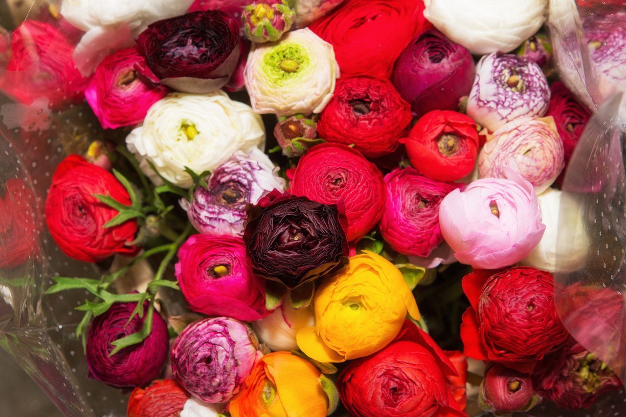 Heinzelmann Frischblume GmbH