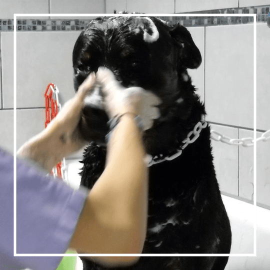 Bain antiparasitaire pour chien