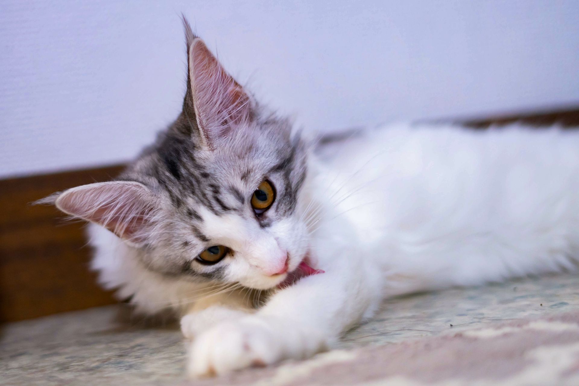 Chat qui se lèche