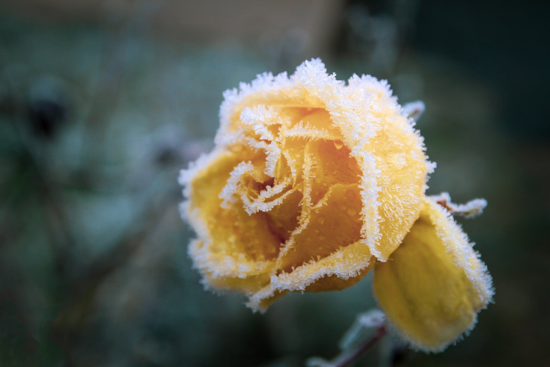Rose de couleur jaune